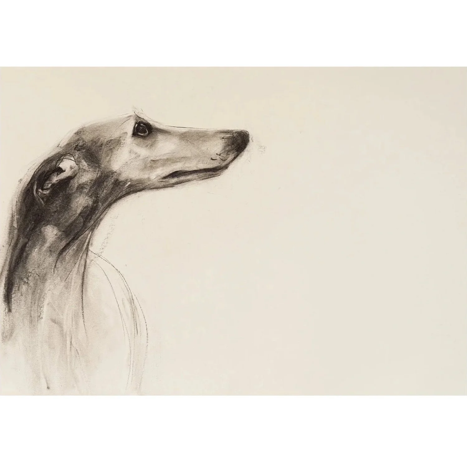 Lurcher Head Study, Charcoal on paper,(53 x 73cm) SOLD