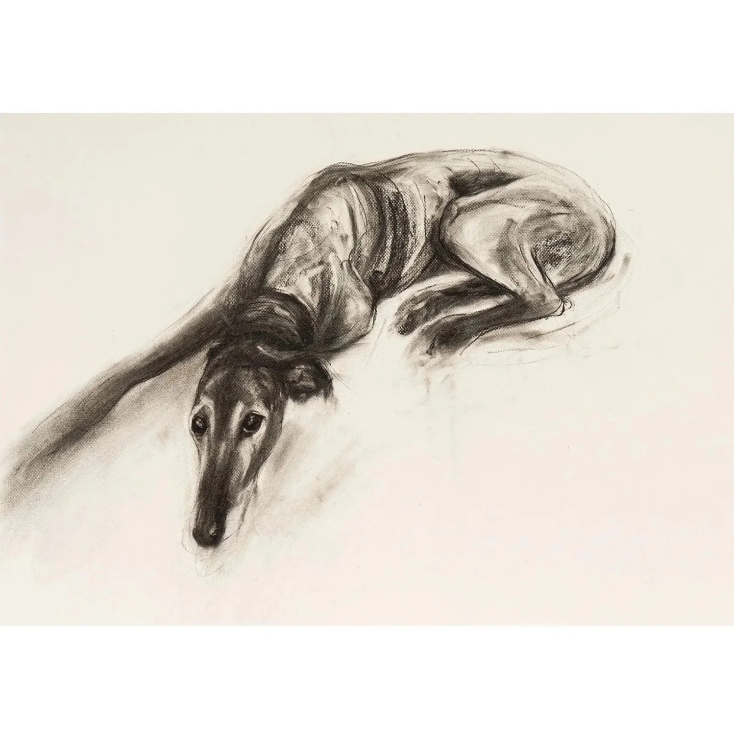 Lurcher Study II, charcoal on paper, 58x 78cm - SOLD