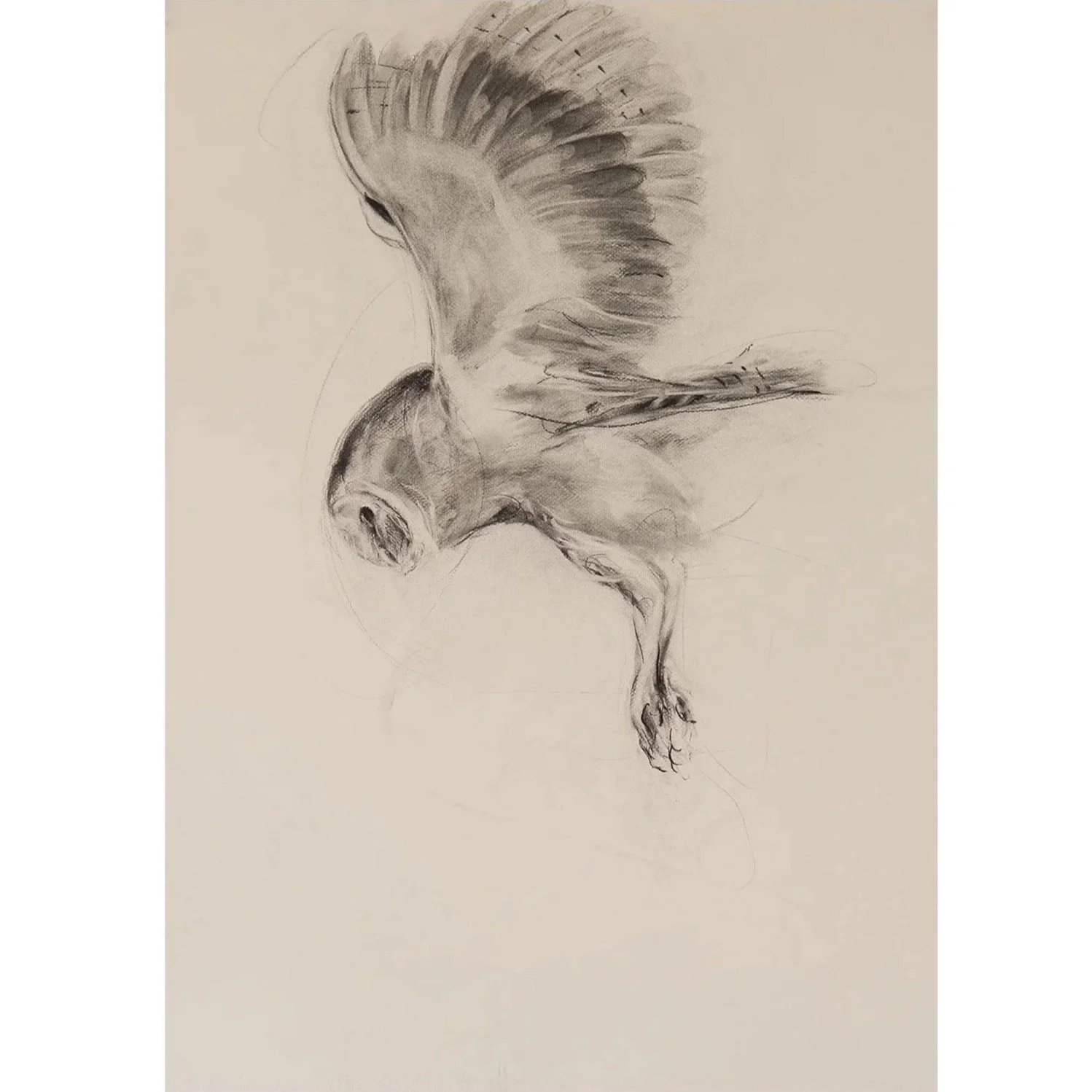 Barn Owl charcoal on paper, (58 x78cm) - £1050