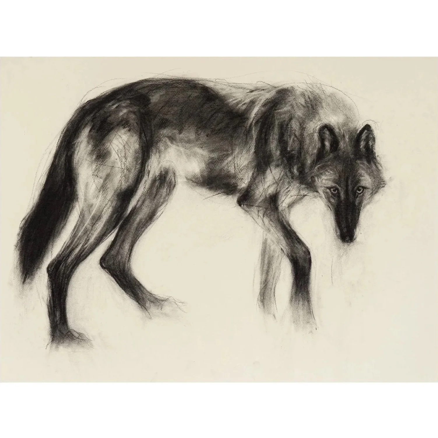 Wolf, Charcoal on paper, (70cm x 89cm) - SOLD