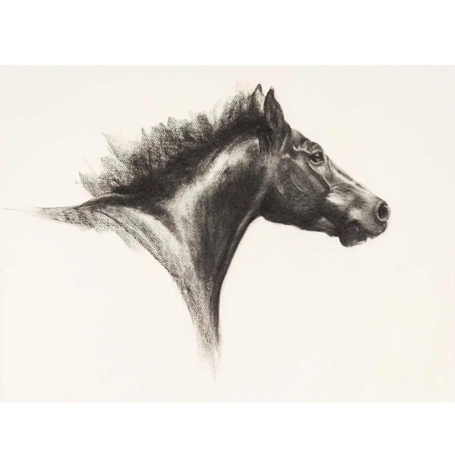 Horse's Head I, Charcoal on paper, (58cm x 78cm) - SOLD