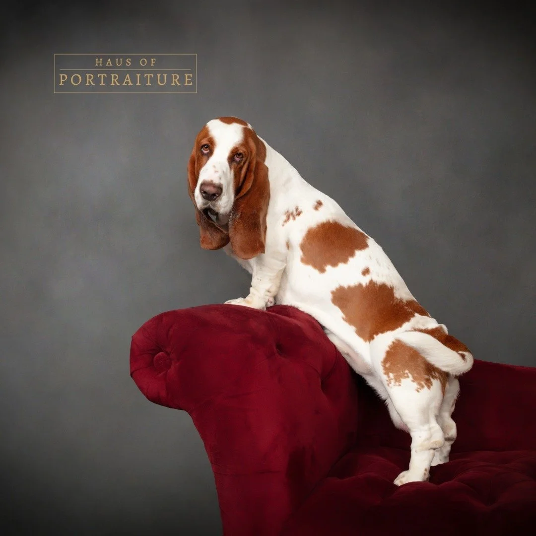 Every wag, whisker, and quirk deserves to be remembered! 🐶❤️

Our furbaby sessions highlight your pet&rsquo;s personality and the special place they hold in your heart. 📸 

Book a session with us at: https://www.HausofPortraiture.com/scheduling