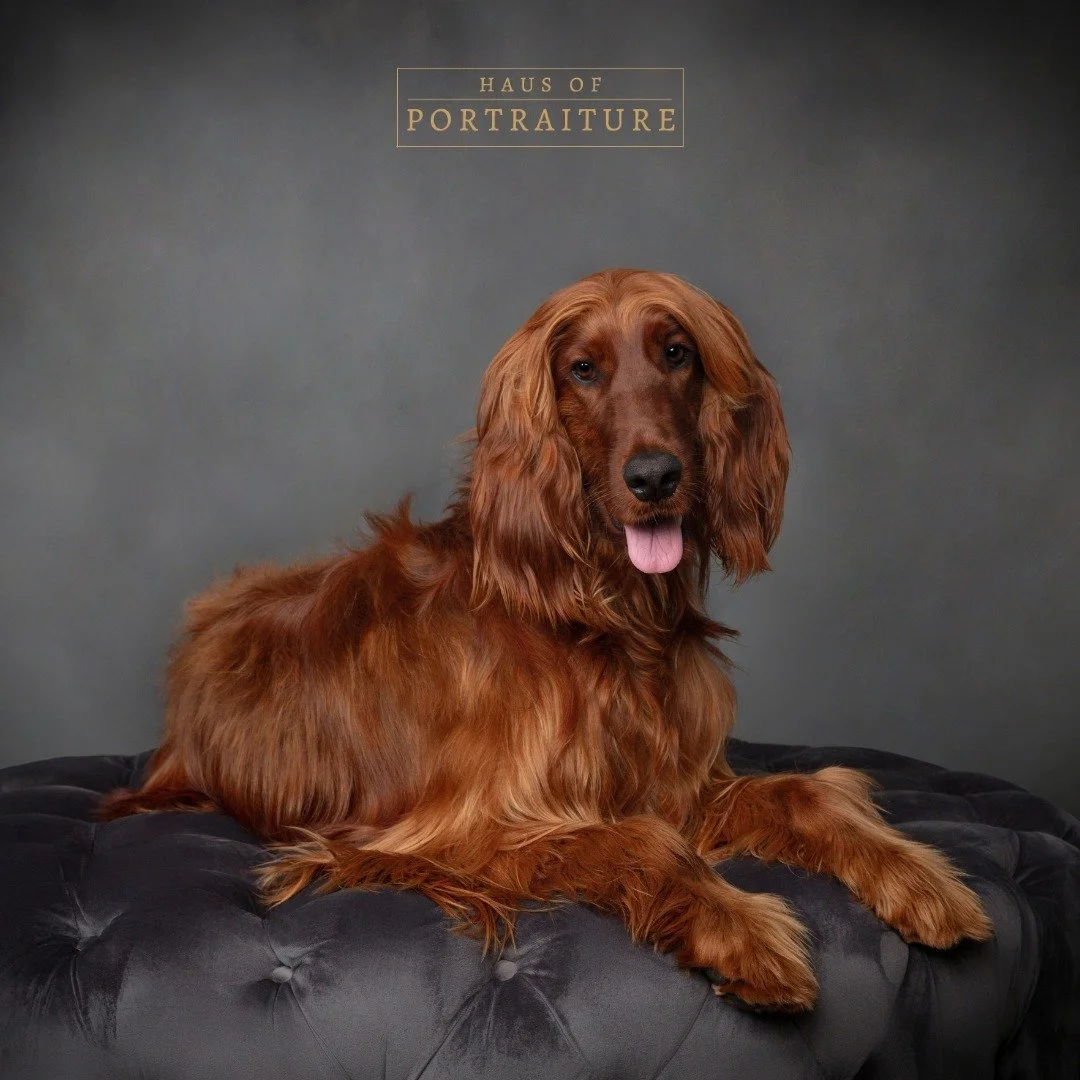 Our fur baby sessions are designed to capture the moments that melt your heart. Whether it&rsquo;s a playful pup or a sophisticated feline, we&rsquo;ll bring out the best in them! 📸❤️

Schedule your session now! https://www.HausofPortraiture.com/sch