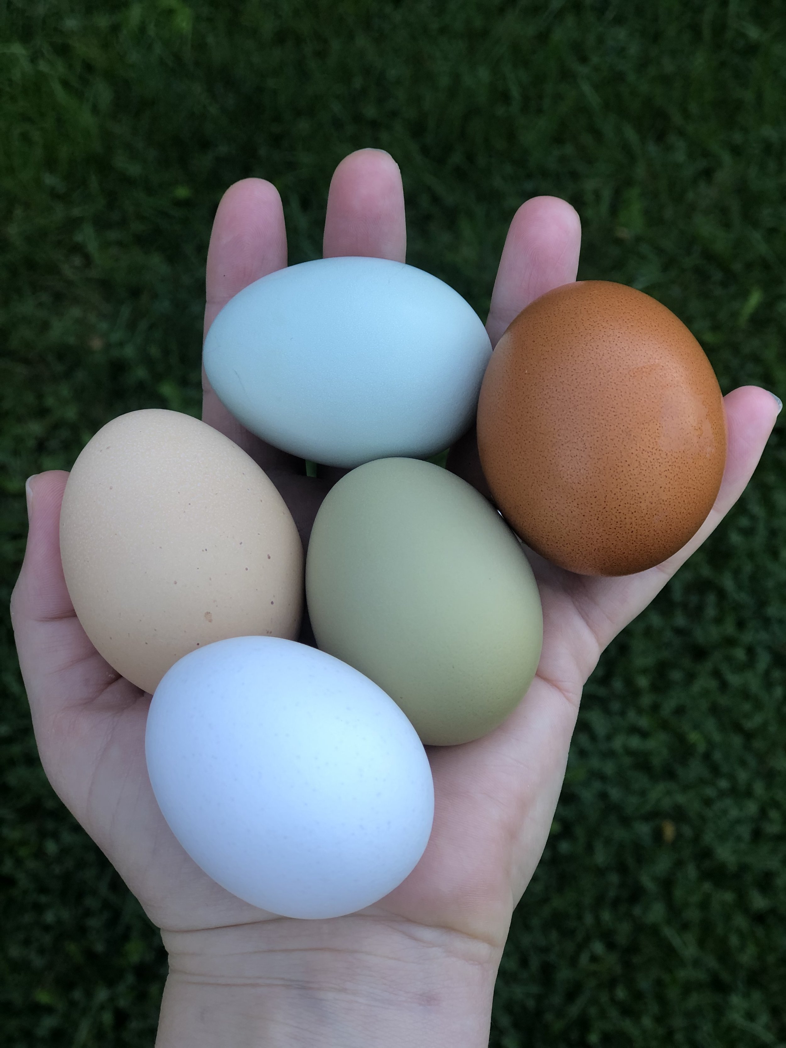 Corn and Soy Free Eggs
