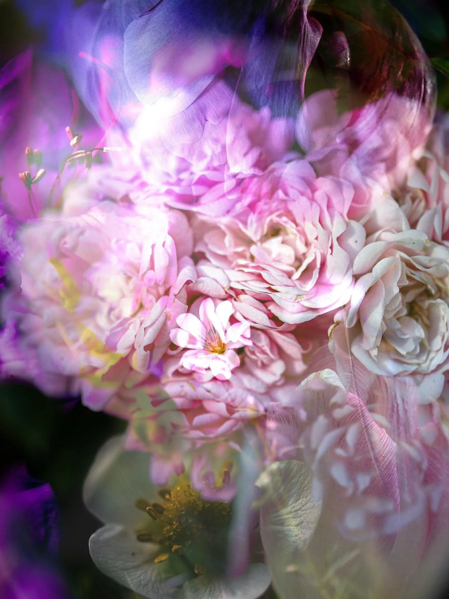 Bl&uuml;ten, die ich eingefangen habe &ndash; neu zusammengesetzt in einer Collage.
F&uuml;r mich ist das Design genau das: aus einzelnen Fragmenten etwas Ganzes erschaffen.
Hier treffen meine beiden Welten aufeinander: Fotografie &amp; Brand-Design
