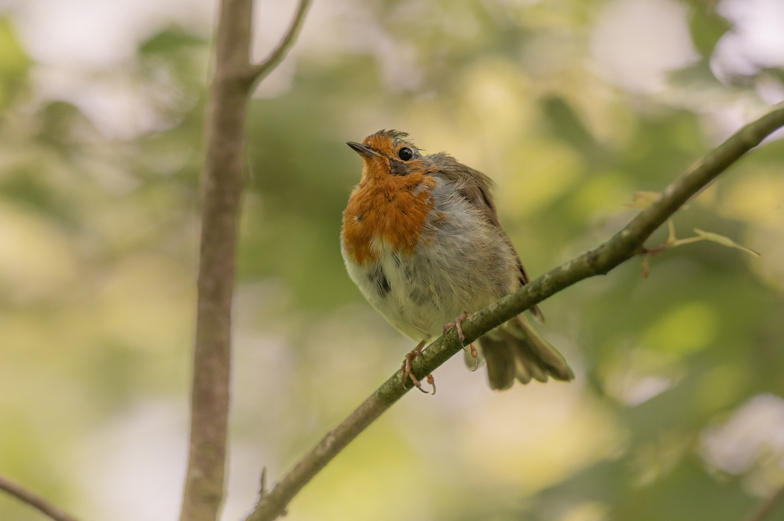 Hardwick-park-small-birds-Robin.jpg