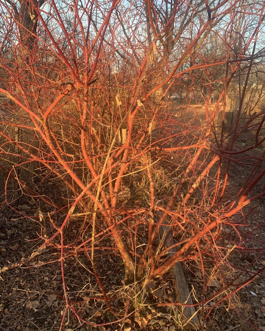 Red branches dancing in the setting sun in the West☀️