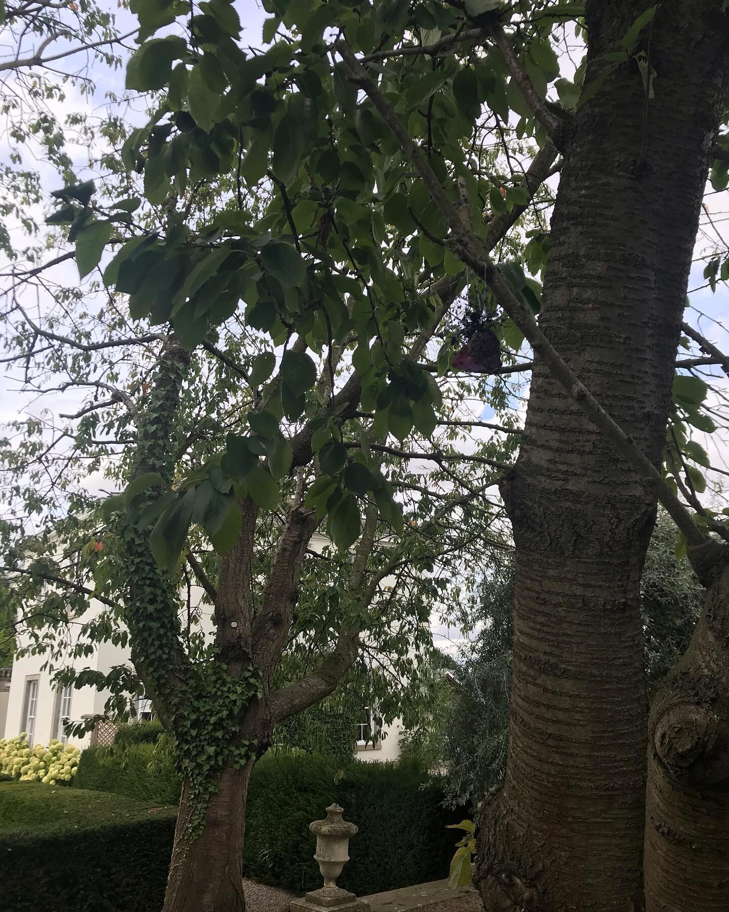 A tantalising glimpse of Middlethorpe Manor ~ while I was installing work in a tree. It&rsquo;s a new sculpture garden near York racecourse that will open for the very first time this weekend.

Work is by new &amp; established artists from across Yor