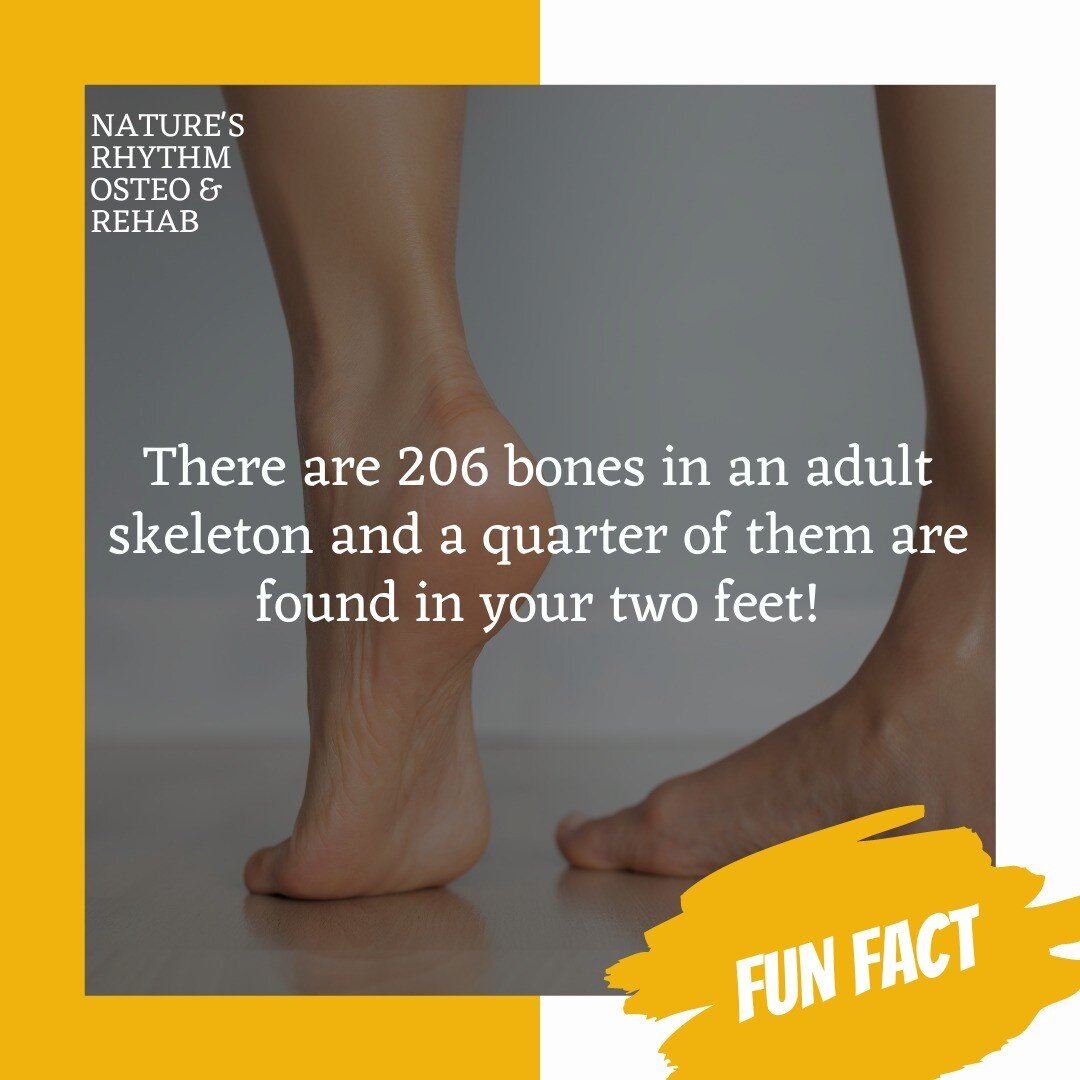 There are 33 bones in each of your feet. Between each bone are ligaments that control and monitor the motion of the joint making your feet crucial for sensory information to your brain!

Your brain receives information from these sensors between the 