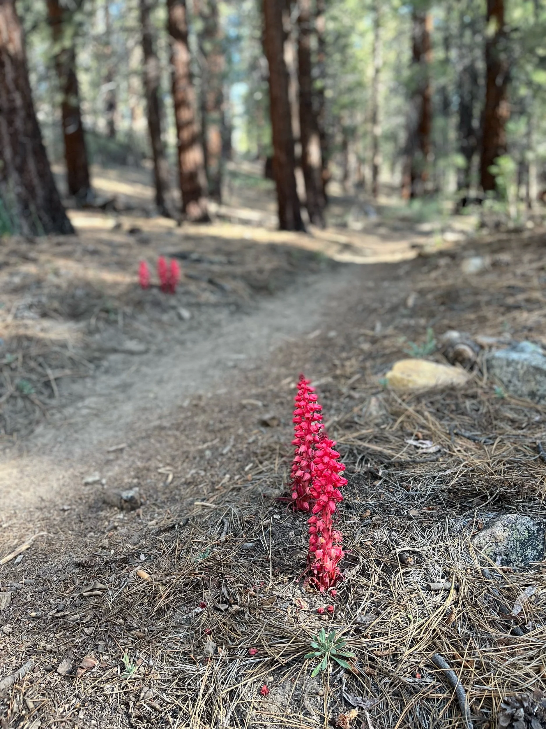 Day 51, June 7: Mile 717 to 734