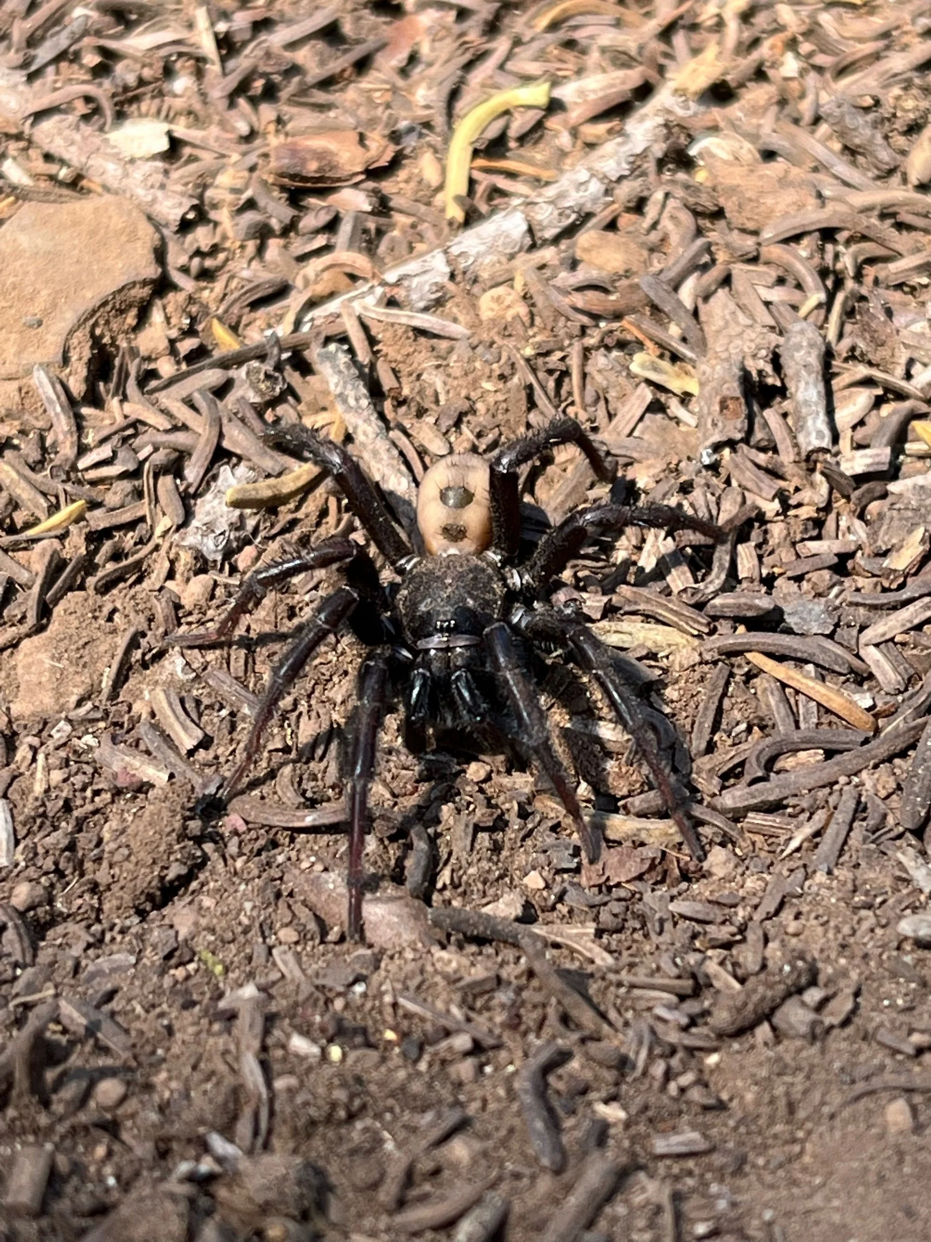 Day 101, July 27: Mile 1433 to 1458