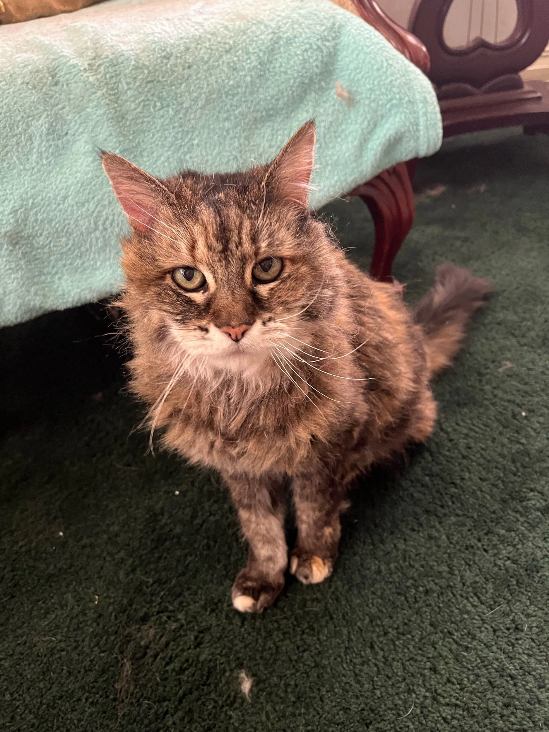 Day 103, July 29: Mile 1485 to 1501 and into Mt. Shasta