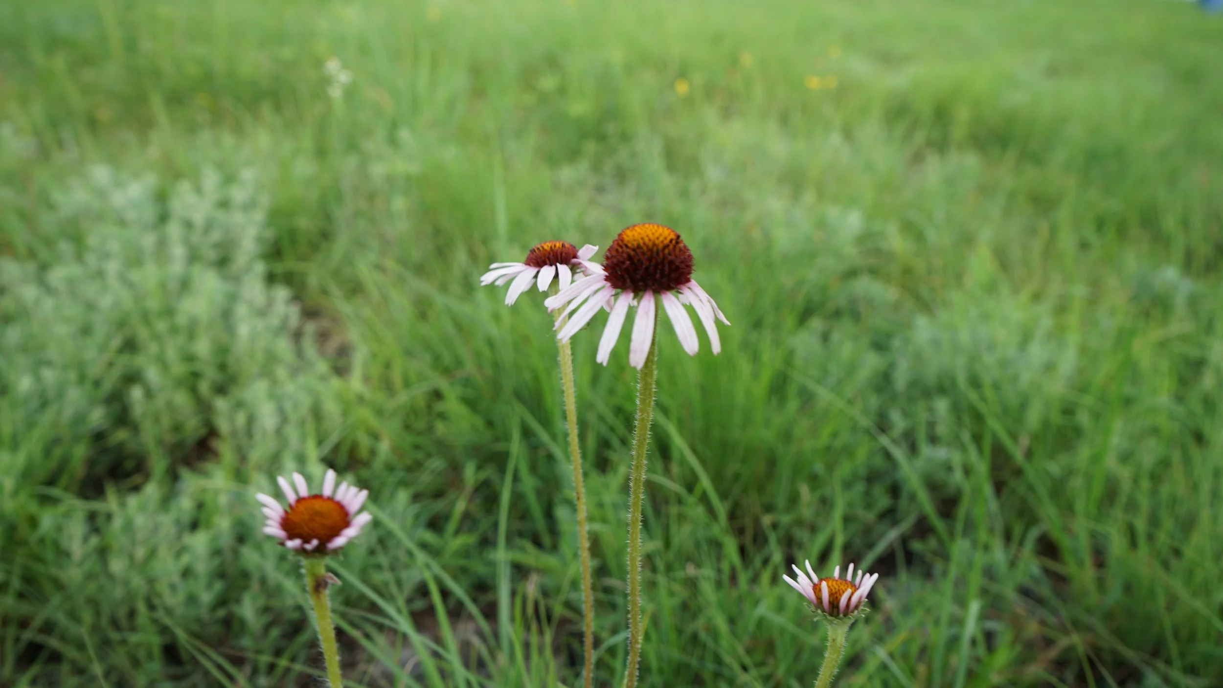 Purple Coneflower