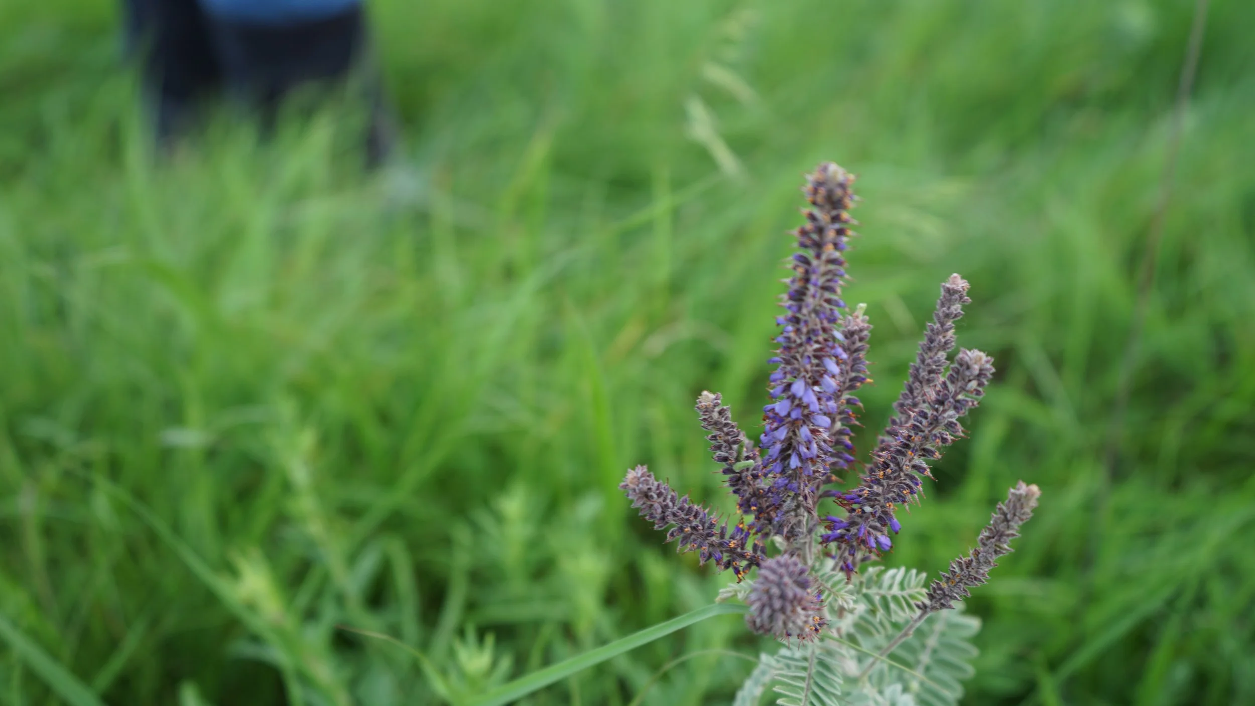 Leadplant
