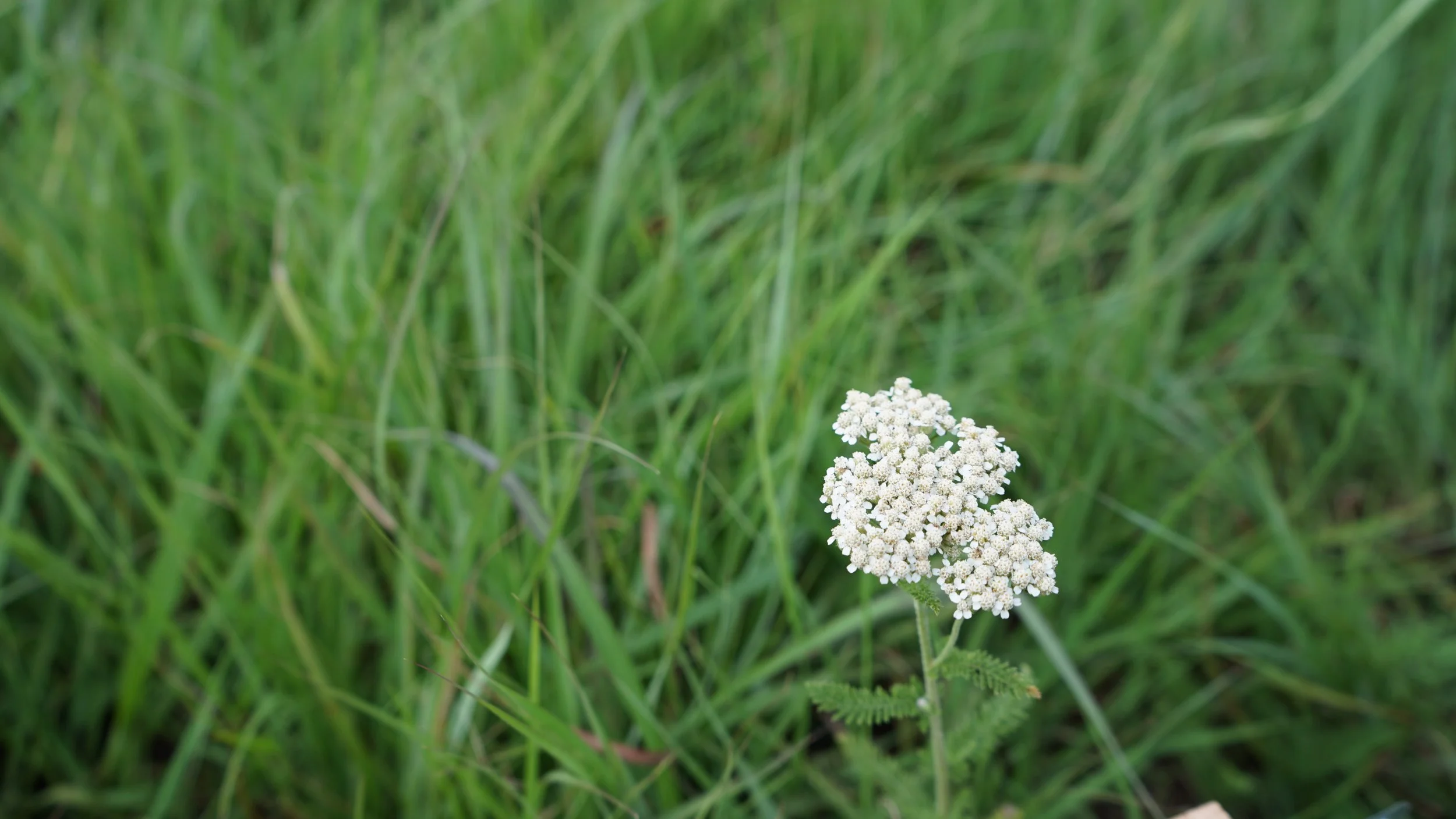 Yarrow