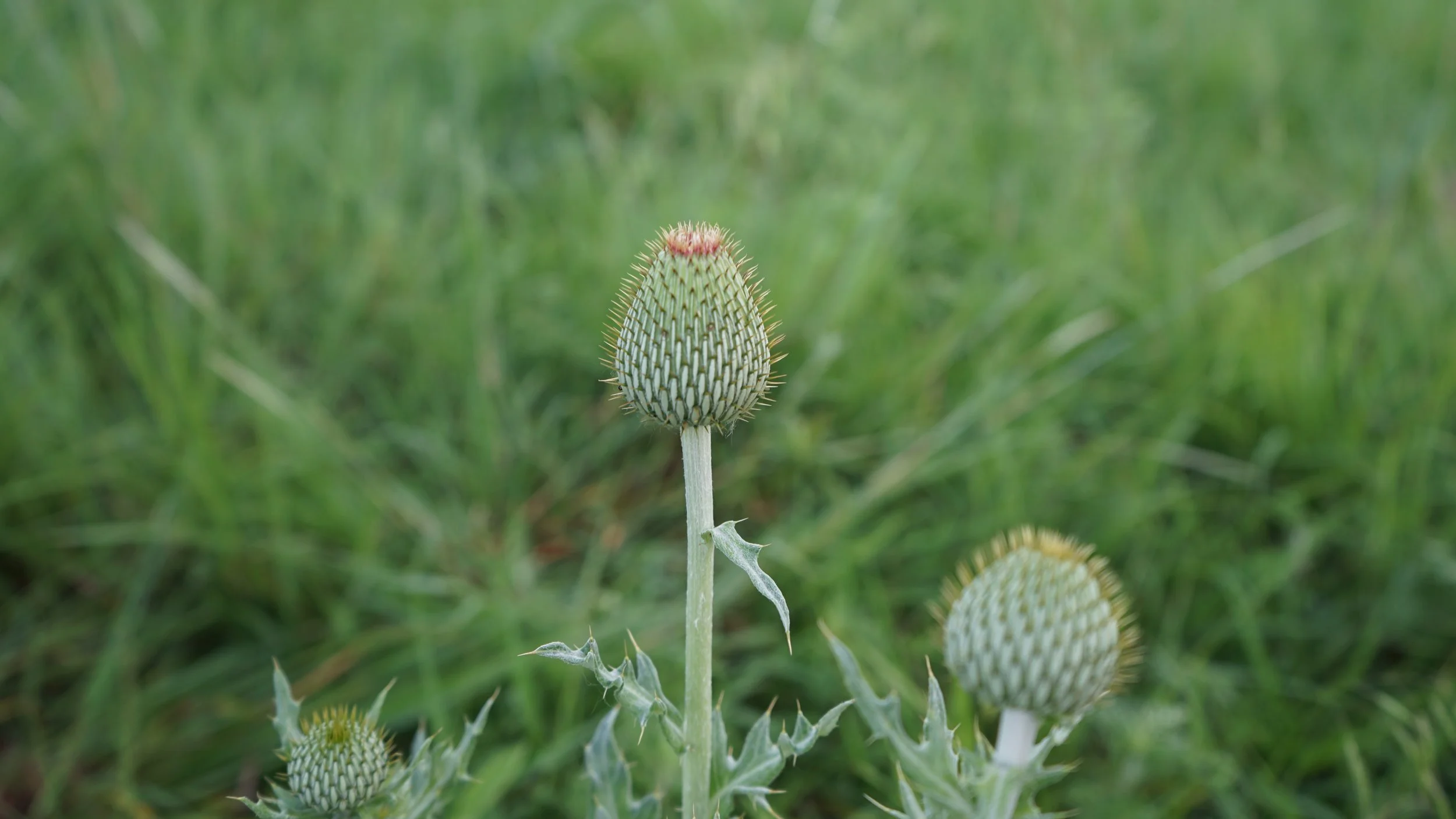 Thistle