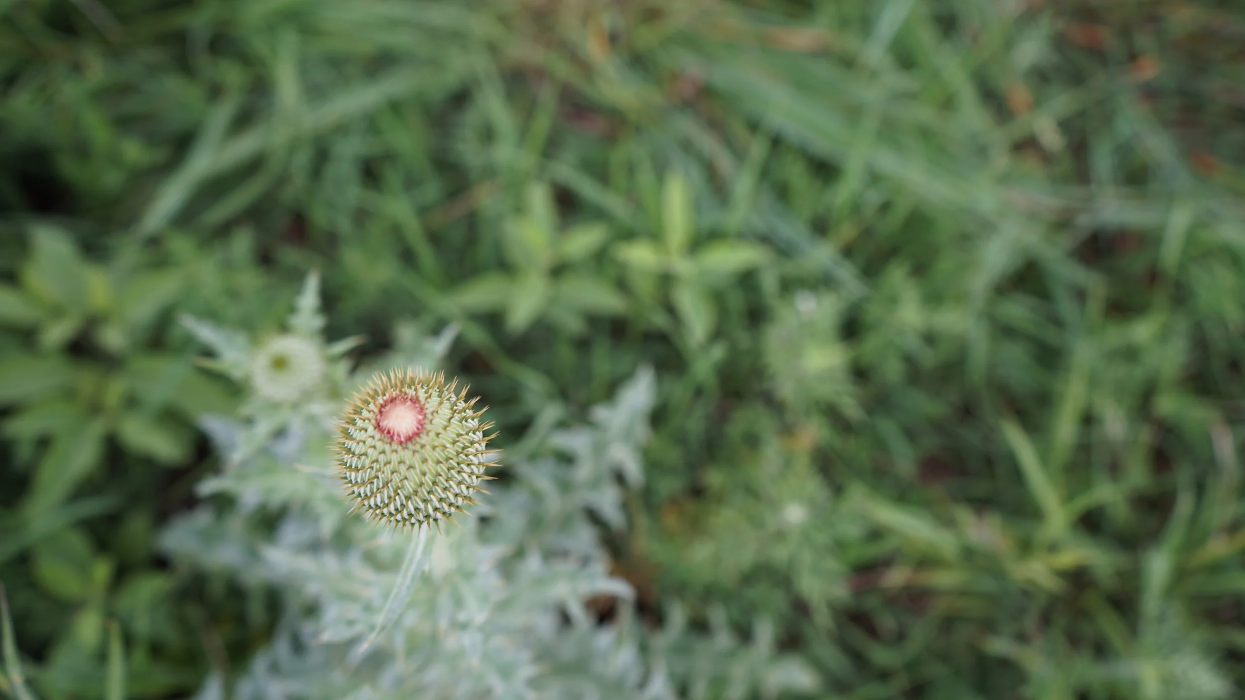 DSC07070.JPG