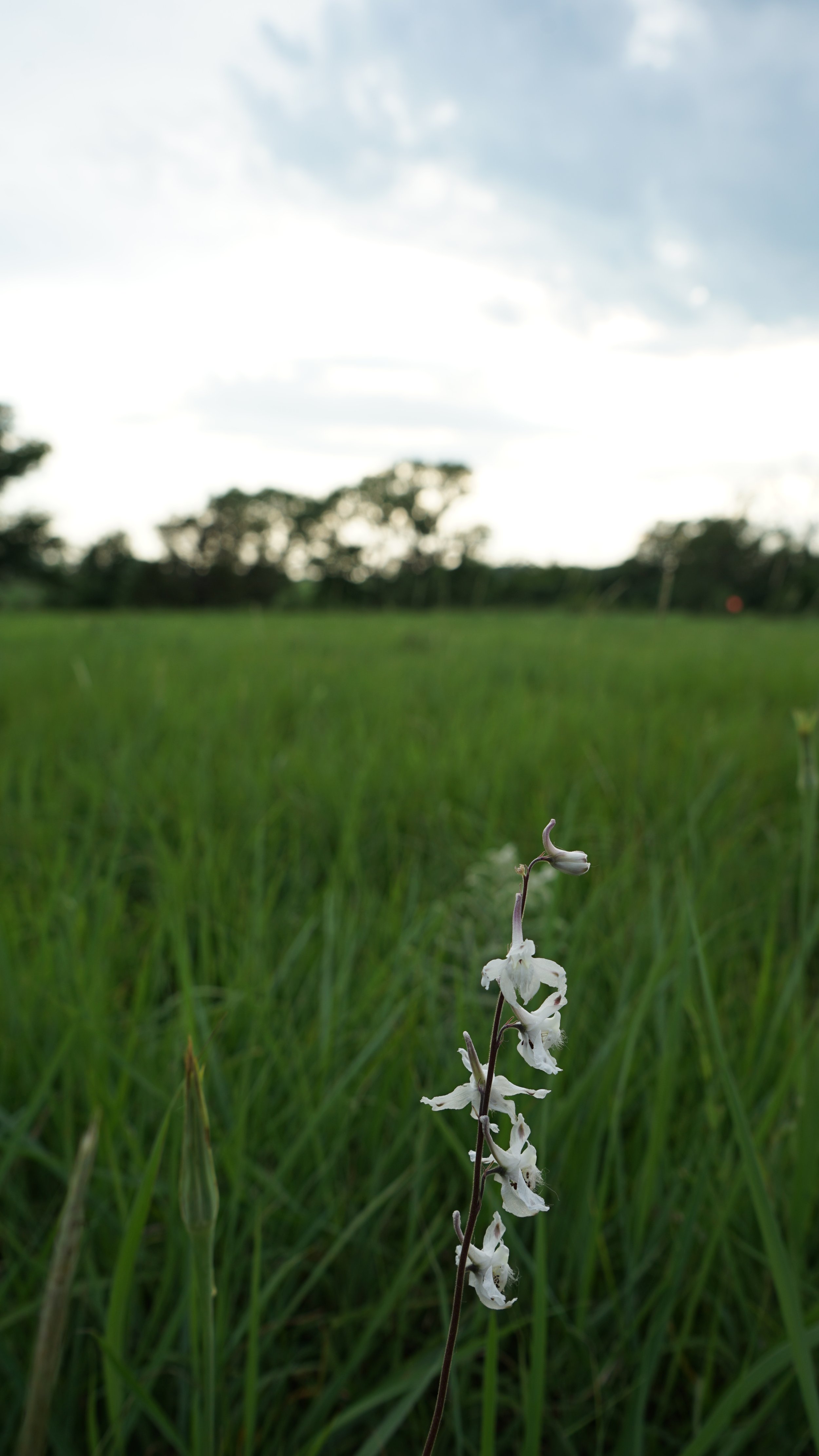 DSC07085.JPG