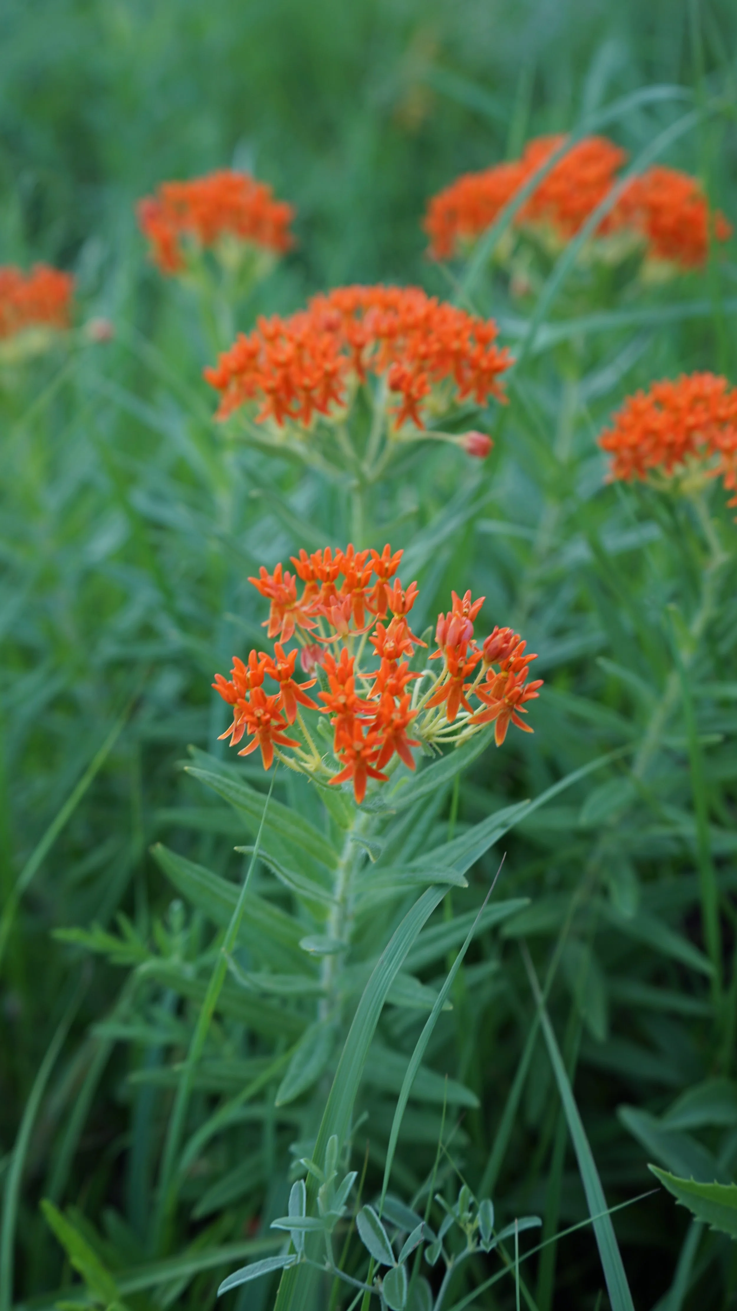Blooming among the Flint Hills