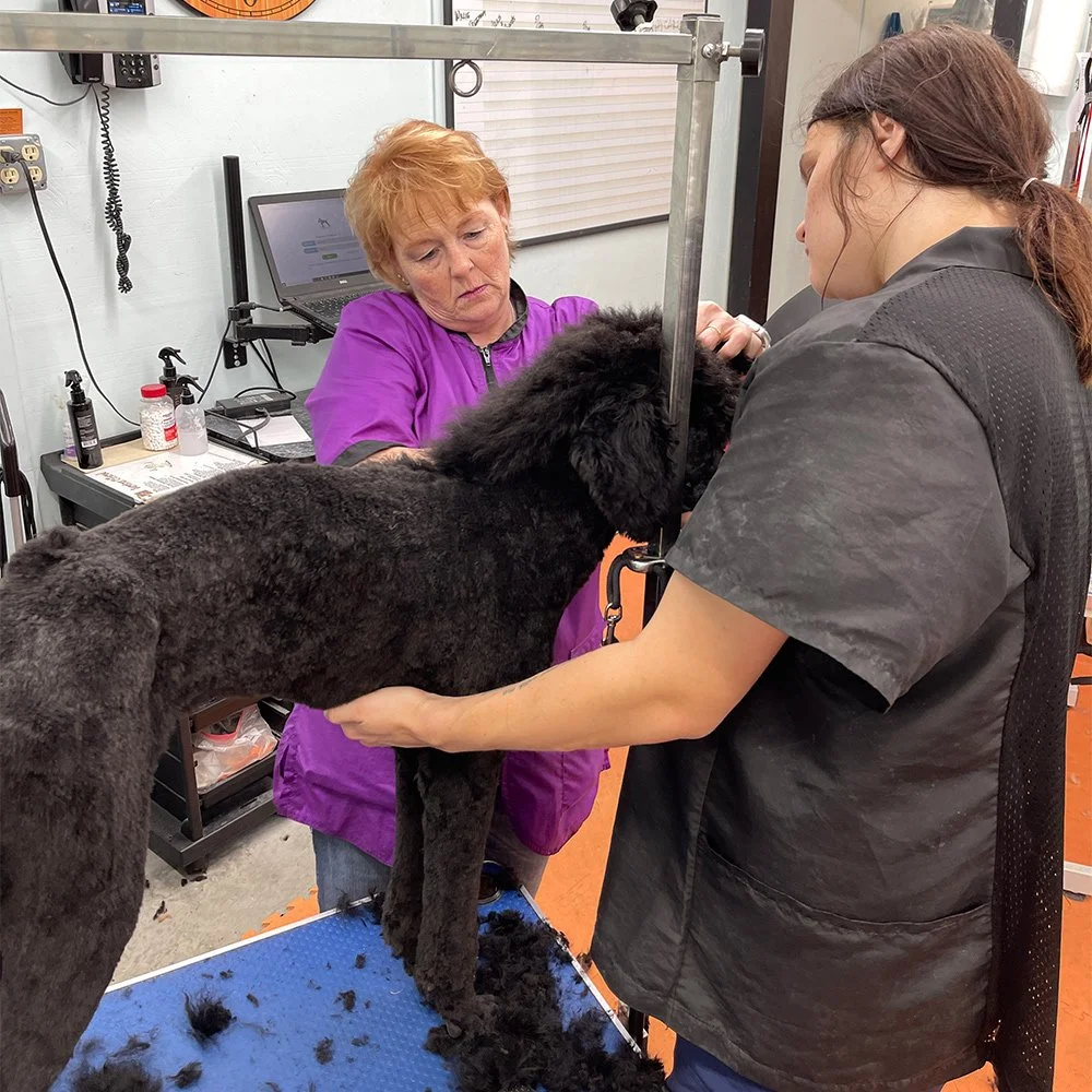 What Does Grooming A Dog Mean