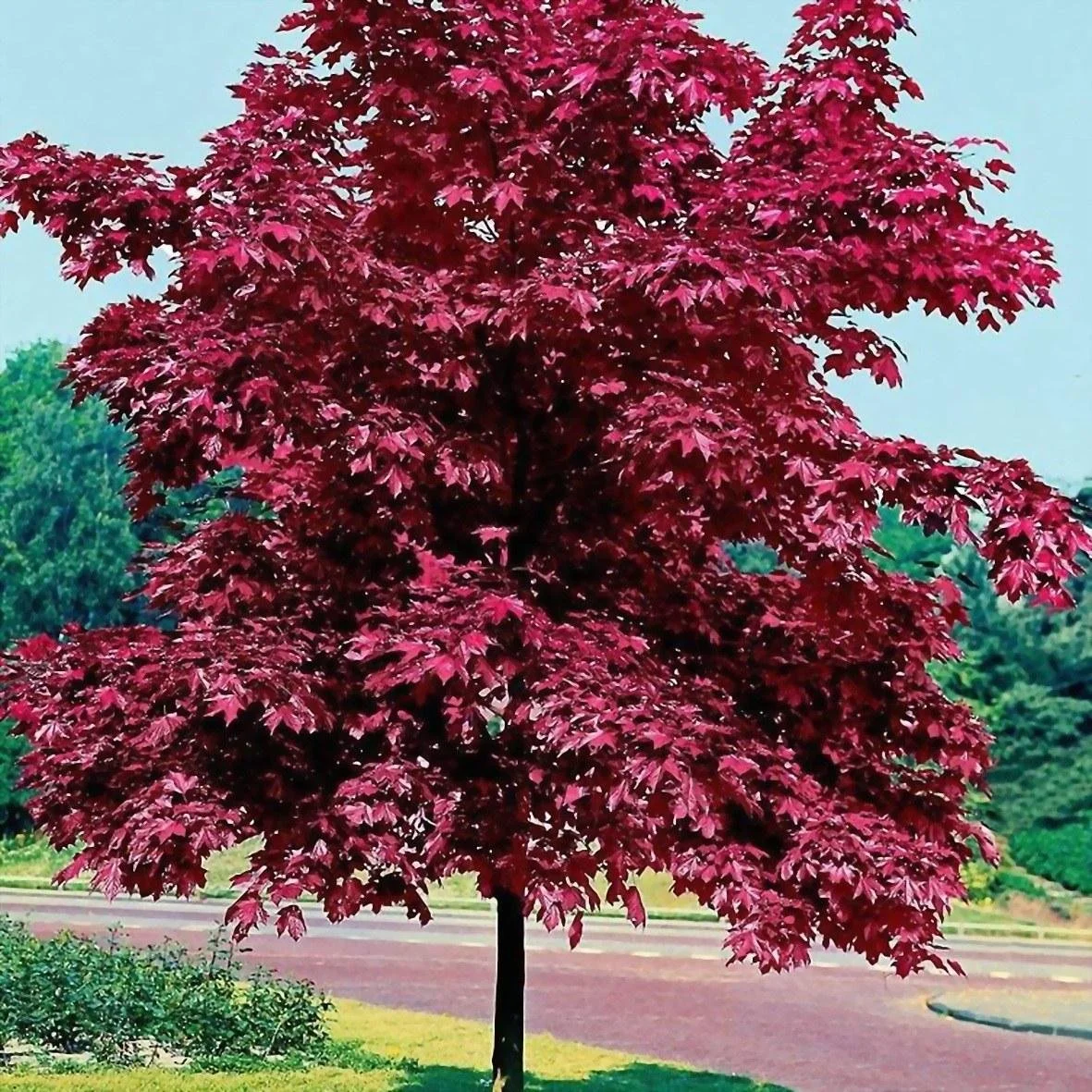 Royal Red Maple_2.jpeg