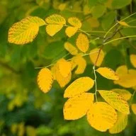 Pyramidal European Hornbeam 1.jpg