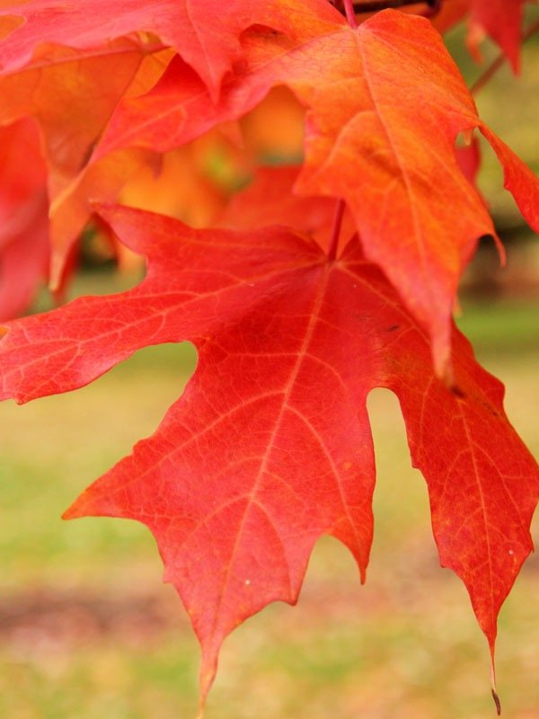 Legacy Sugar Maple Fall Leaf Colour.jpg