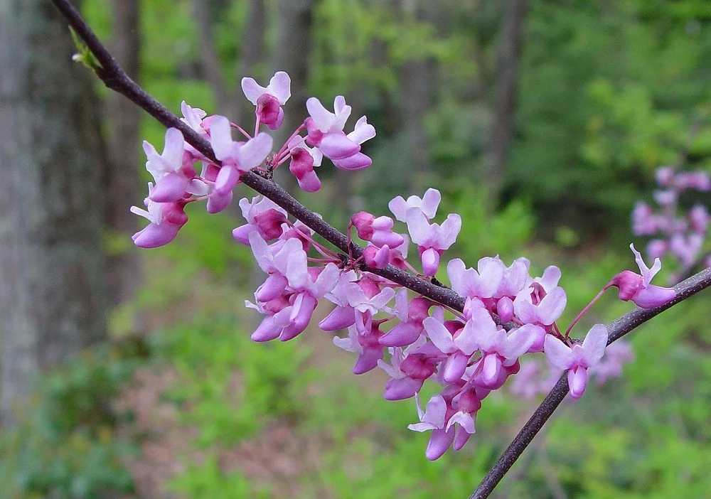 Canadian Redbud_3.jpg