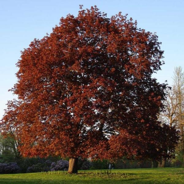 Royal Red Maple