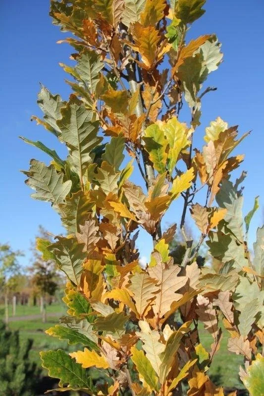 Regal Prince® Oak 1.jpeg