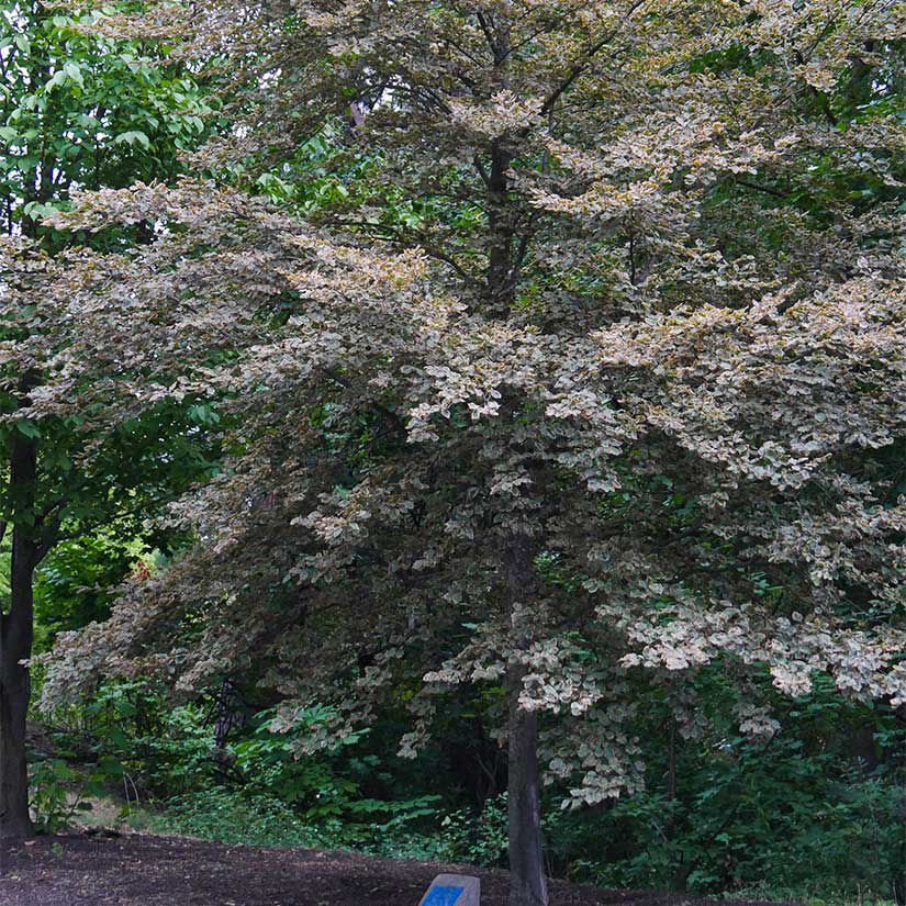European Beech_3.jpeg
