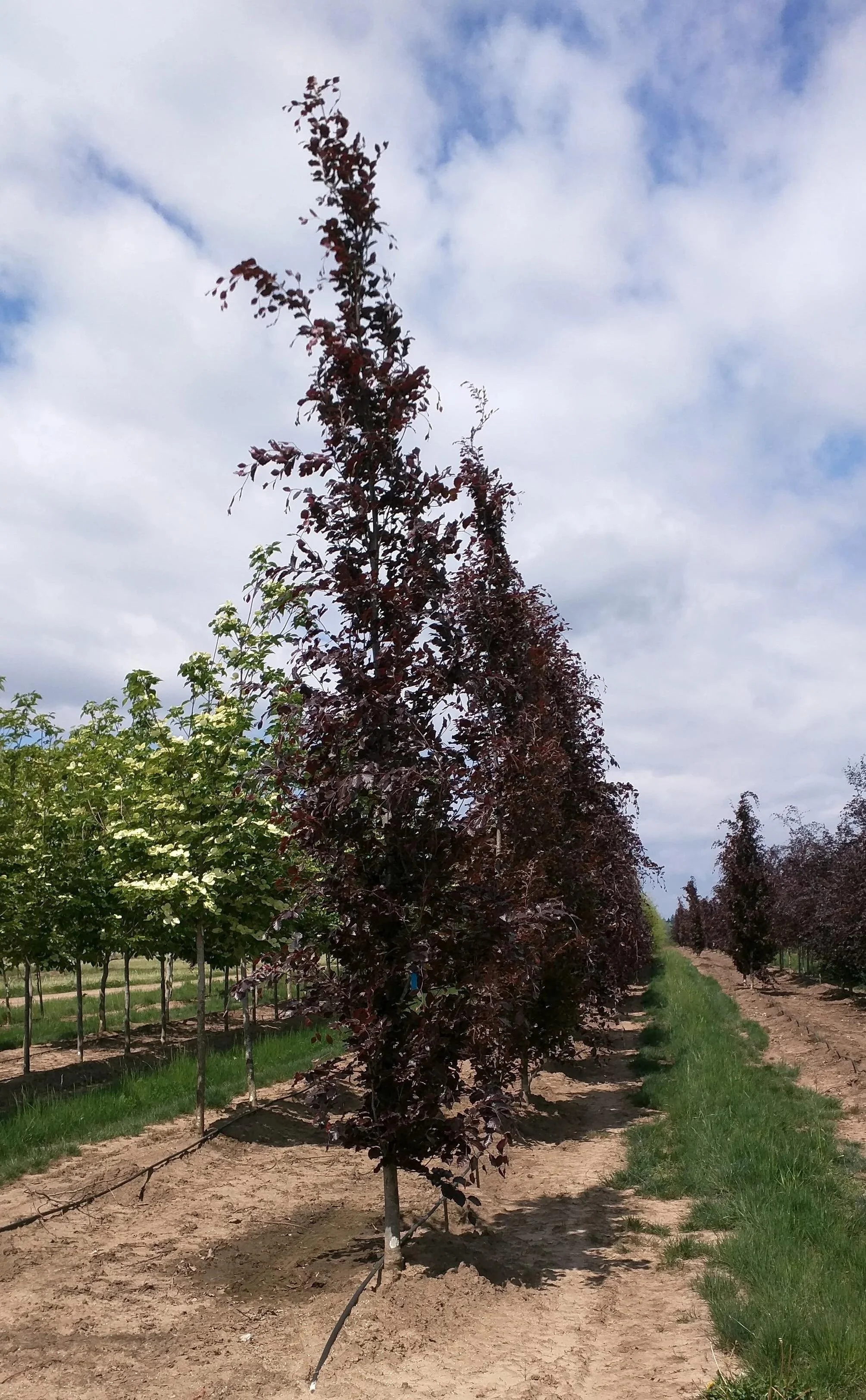 Dawyck Purple Beech 2.jpeg