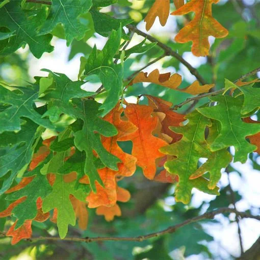 White Oak_3.jpeg