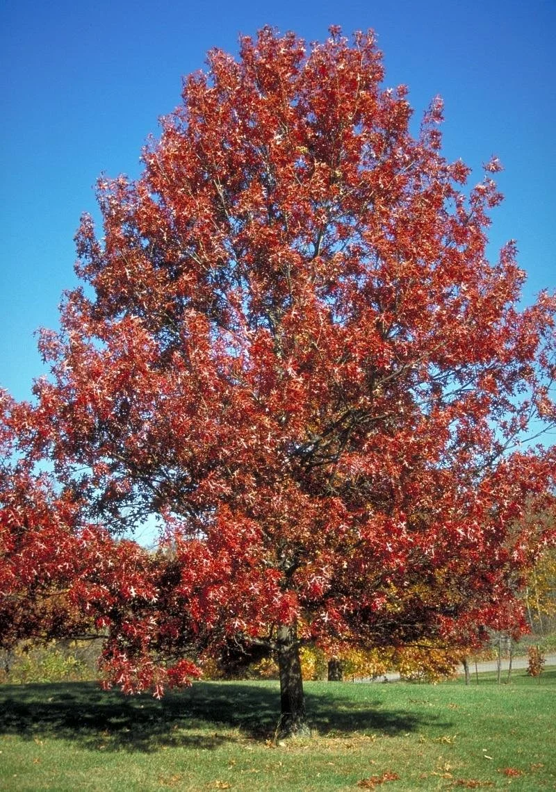 Scarlet Oak_4.jpeg