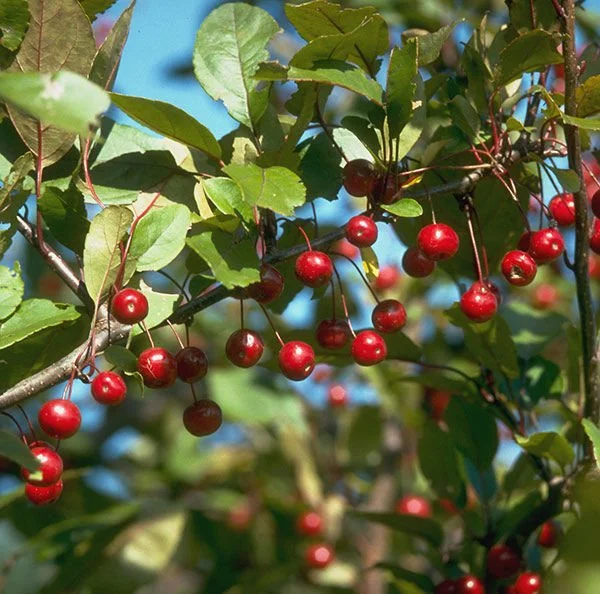Profusion Crabapple_2.jpeg