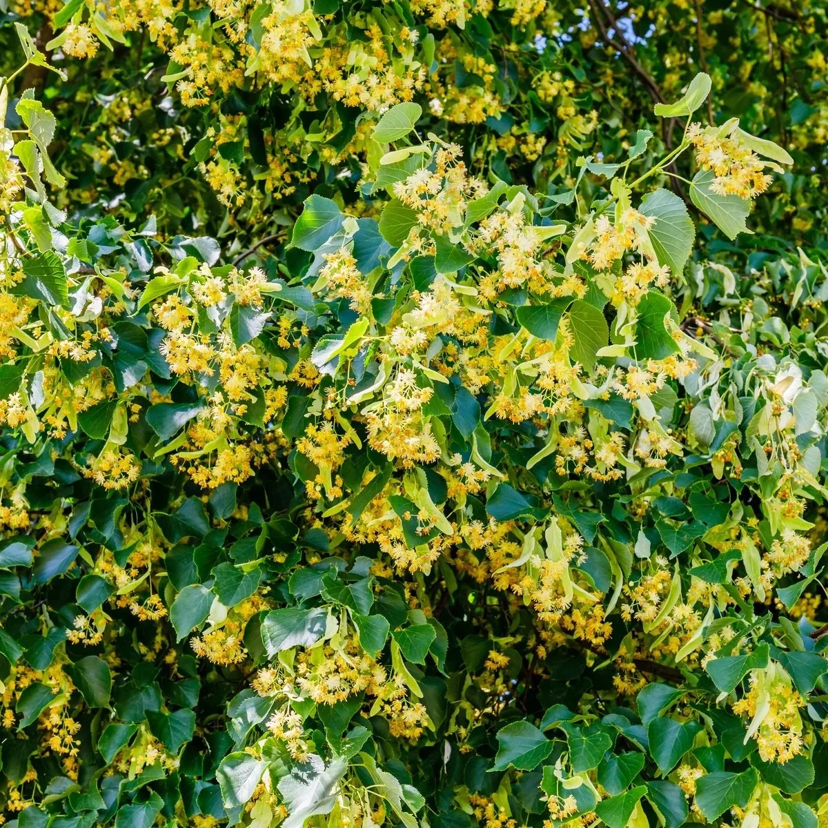 Little-leaved Linden_3.jpg