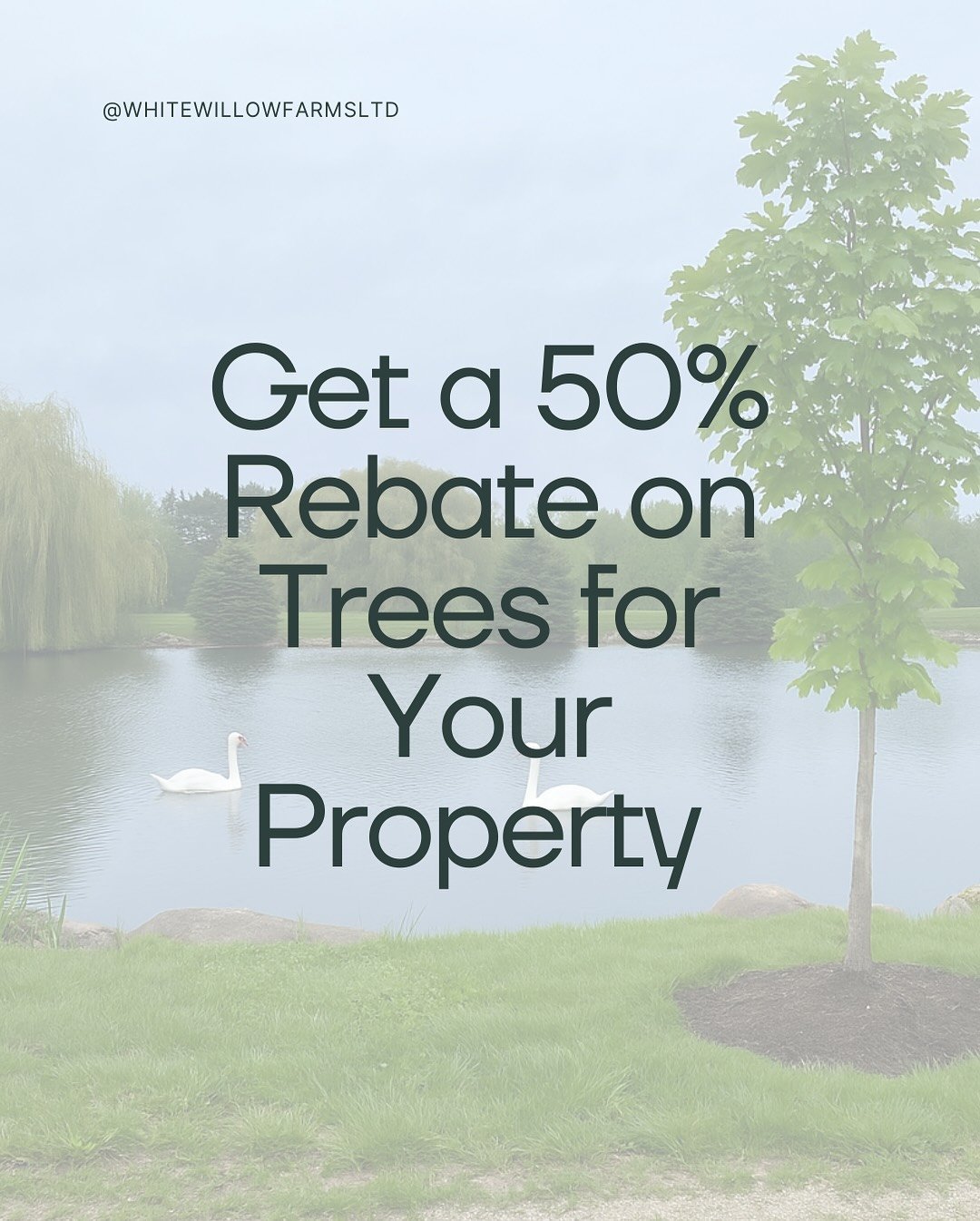 🌳 Plant a tree, help the bees &mdash; and get a 50% rebate! 🐝

Collingwood residents can receive 50% back on native trees, up to $150 per tree &mdash; for up to two trees per household!

Canopy Collingwood&rsquo;s Bees &amp; Trees initiative is gro