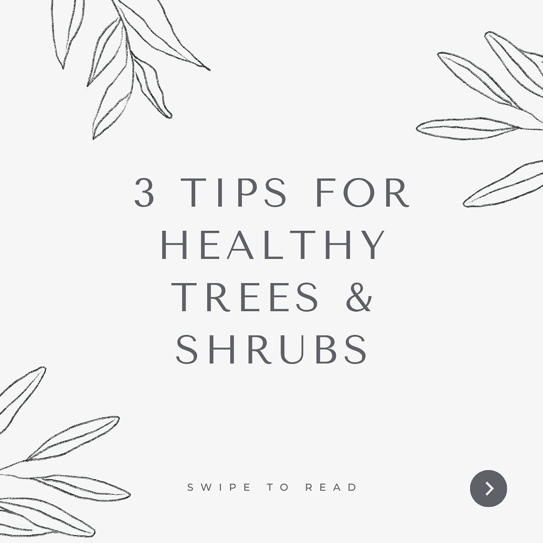 Want lush, thriving trees and shrubs all year long? 🌳✨

We&rsquo;re sharing 3 simple pro tips to keep your landscape looking its best &mdash; straight from the team at White Willow Farms.

Looking for premium native trees and expert advice? 🌐 Visit