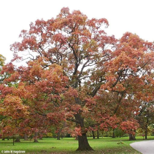White Oak_4.jpeg