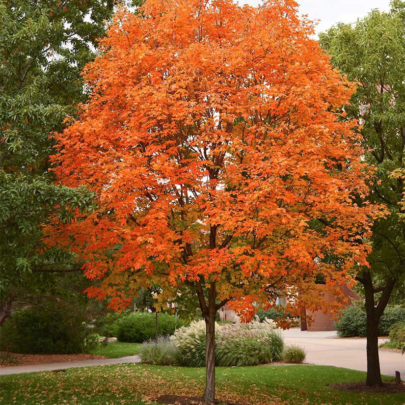 Sugar Maple_5.jpeg