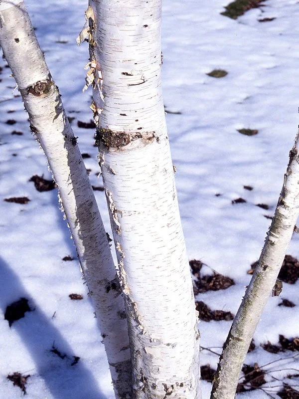 Paper_Birch_Multi-Stem_2.jpg