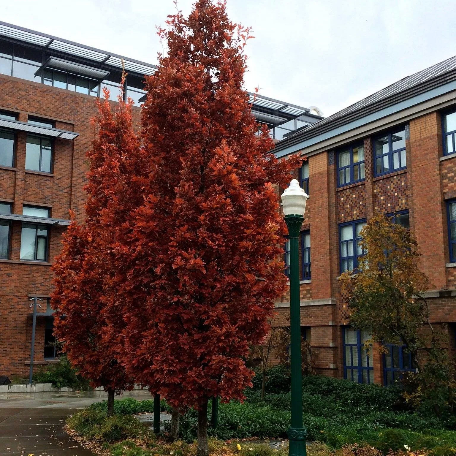 Crimson Spire™ Oak 2.jpeg