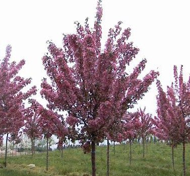 Profusion Crabapple_6.jpg