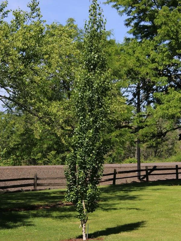 Parkland Pillar Birch 3.jpeg