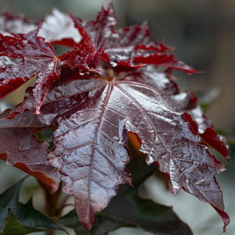 Royal Red Maple_3.jpeg