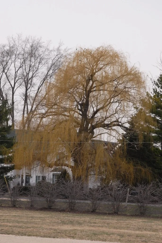 Golden Weeping Willow 1.jpeg
