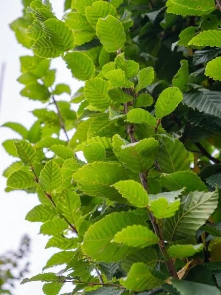 Lucas Pyramidal Hornbeam 4.jpeg