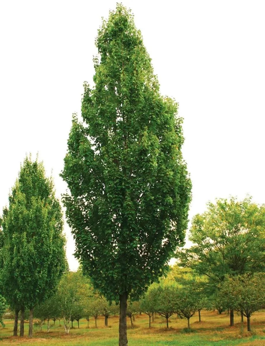 Armstrong Maple