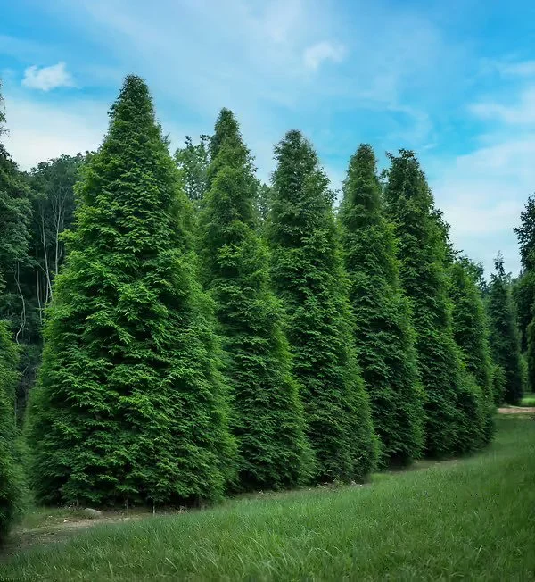 Emerald Green Giant Cedar