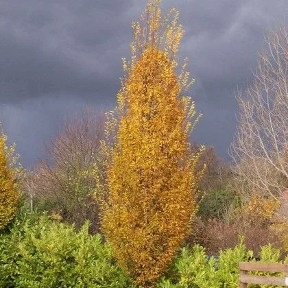 Pyramidal European Hornbeam.jpg